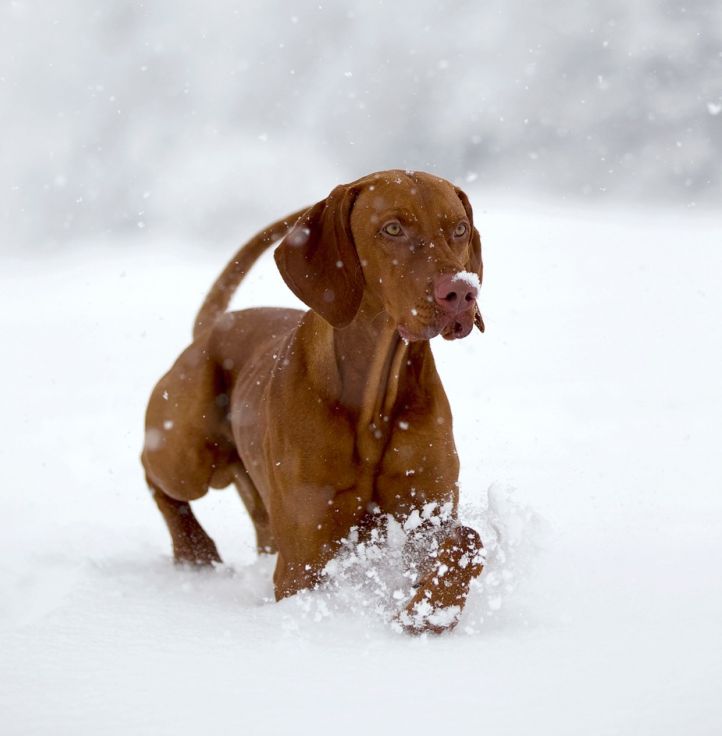 Magyar Vizsla